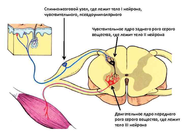Спинномозговой узел, где лежит тело I нейрона, чувствительного, псевдоуниполярного Чувствительное ядро заднего рога серого