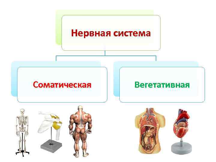 Нервная система Соматическая Вегетативная 