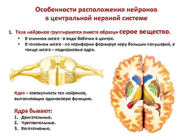 Особенности расположения нейронов в центральной нервной системе 1. Тела нейронов группируются вместе образуя серое