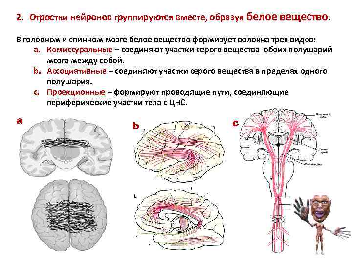 2. Отростки нейронов группируются вместе, образуя белое вещество. В головном и спинном мозге белое