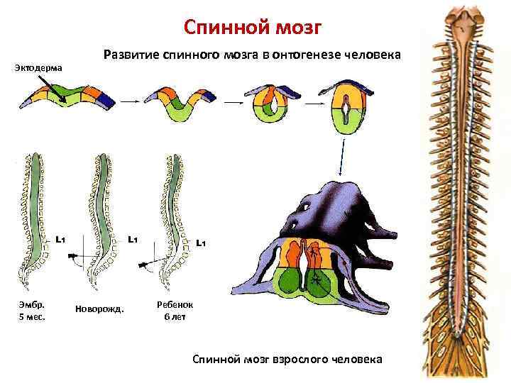 Спинной мозг Эктодерма Развитие спинного мозга в онтогенезе человека L 1 Эмбр. 5 мес.