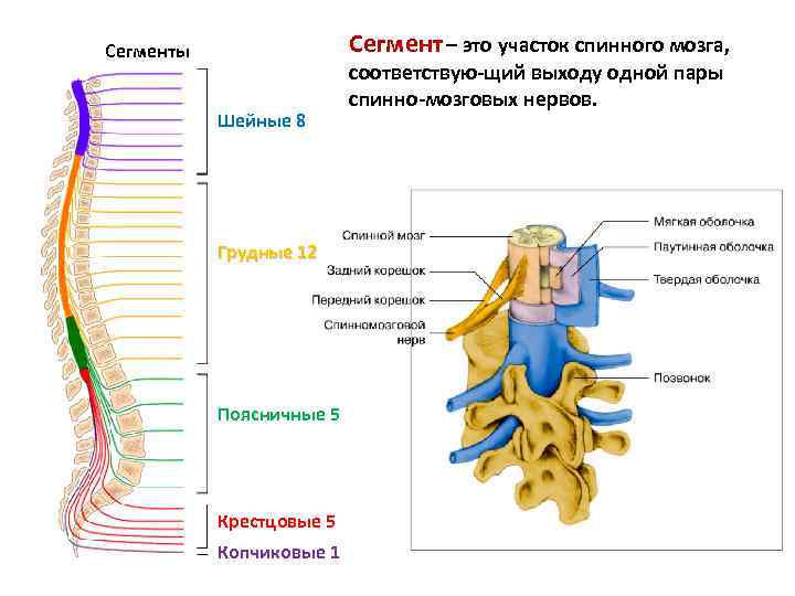 Сегмент – это участок спинного мозга, Сегменты Шейные 8 Грудные 12 Поясничные 5 Крестцовые