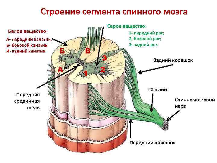 Строение сегмента спинного мозга Серое вещество: Белое вещество: А- передний канатик; Б- боковой канатик;