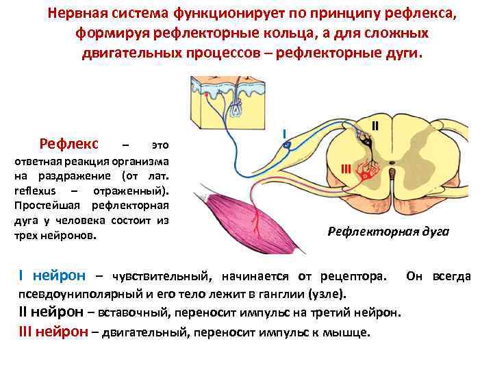 Нервная система функционирует по принципу рефлекса, формируя рефлекторные кольца, а для сложных двигательных процессов