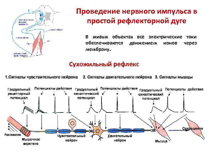 Проведение нервного импульса в простой рефлекторной дуге В живых объектах все электрические токи обеспечиваются