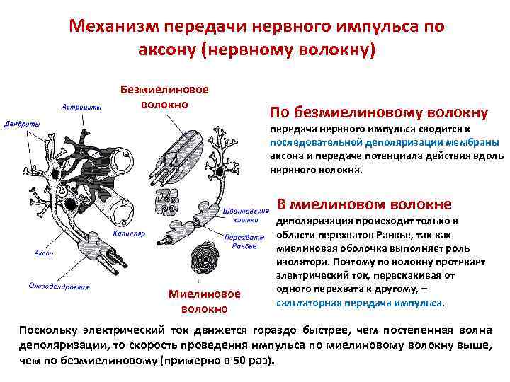 Механизм передачи нервного импульса по аксону (нервному волокну) Безмиелиновое волокно По безмиелиновому волокну передача