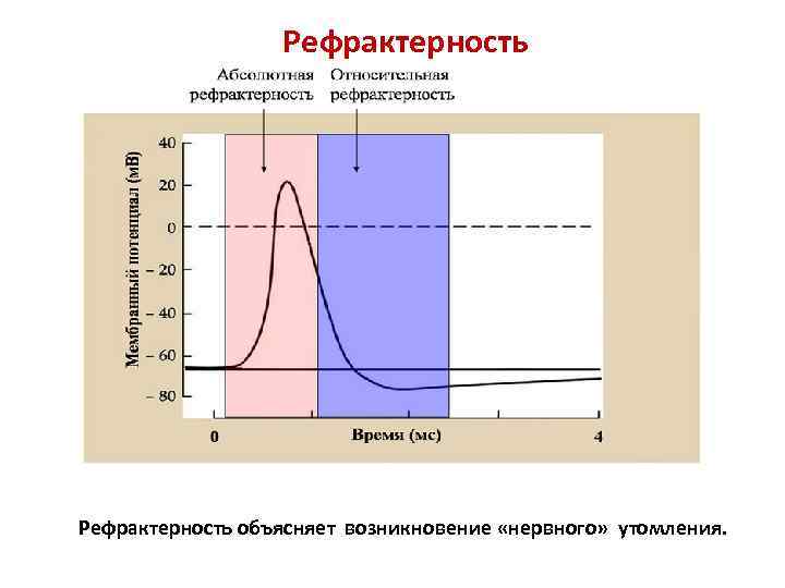 Рефрактерность объясняет возникновение «нервного» утомления. 