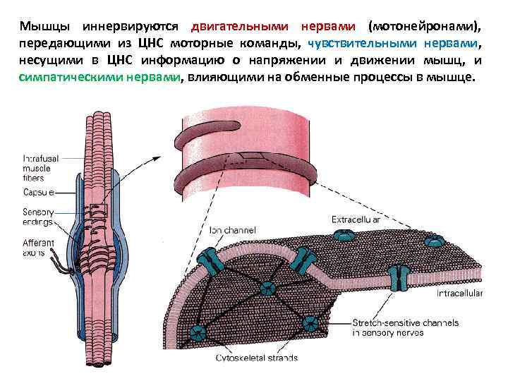 Мышцы иннервируются двигательными нервами (мотонейронами), передающими из ЦНС моторные команды, чувствительными нервами, несущими в