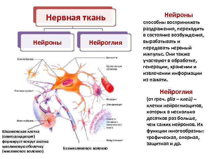 Нервная ткань нейрон. Нервная ткань Нейроны и нейроглия. Нервная система Нейроны и нейроглия. Нервная ткань строение и функции нейрона и нейроглии. Нервная ткань строение Нейроны и нейроглия.