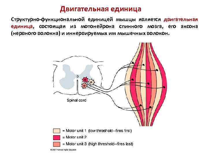 Двигательная единица Структурно-функциональной единицей мышцы является двигательная единица, состоящая из мотонейрона спинного мозга, его