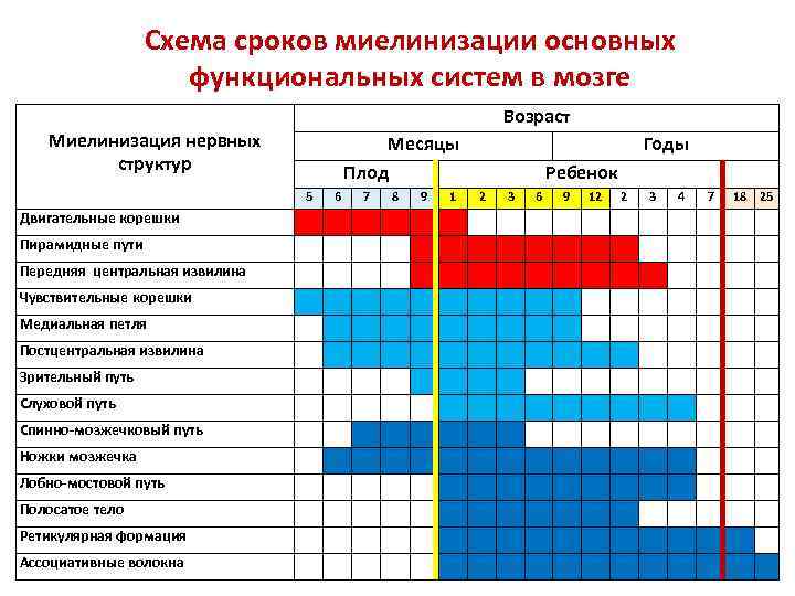 Схема сроков миелинизации основных функциональных систем в мозге Возраст Миелинизация нервных структур Месяцы Плод