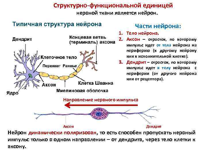 Ткани нервной системы фото