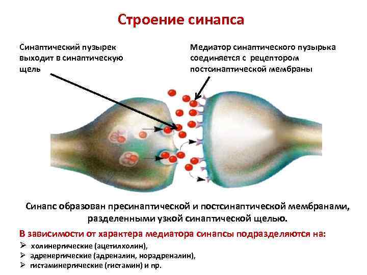 Строение синапса Синаптический пузырек выходит в синаптическую щель Медиатор синаптического пузырька соединяется с рецептором