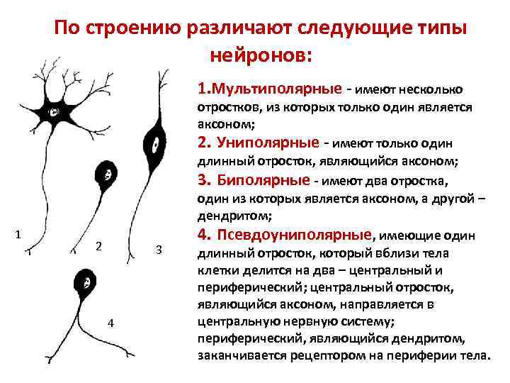 По строению различают следующие типы нейронов: 1. Мультиполярные - имеют несколько 1 2 3