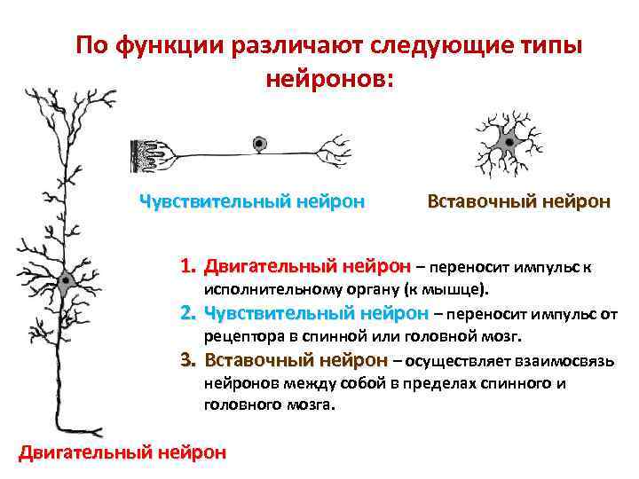 По функции различают следующие типы нейронов: Чувствительный нейрон Вставочный нейрон 1. Двигательный нейрон –