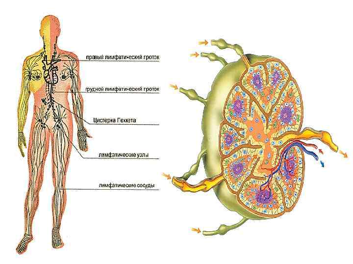 Рисунок лимфатической системы