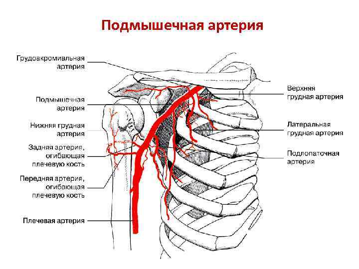 Внутренняя грудная. Ветви подмышечной артерии. Подмышечная артерия и ее ветви схема. Подключичная и подмышечная артерии. Латеральная грудная артерия.