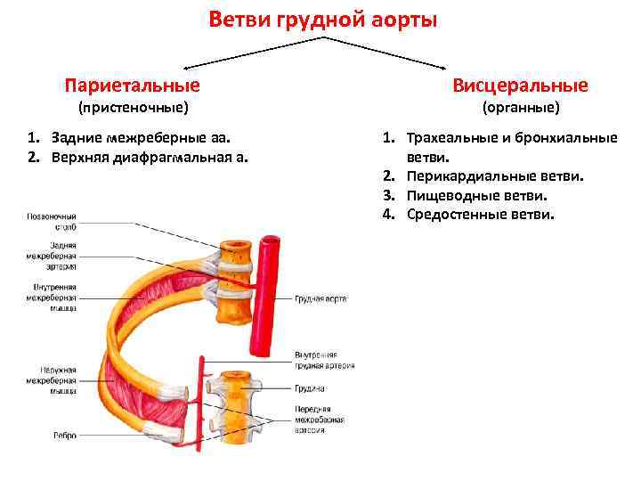 Система грудной аорты