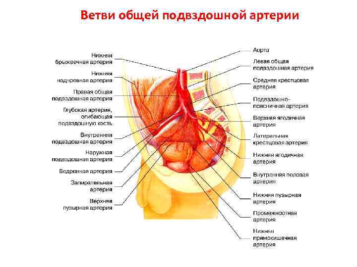 Правая подвздошная артерия. Ветви внутренней подвздошной артерии схема. Внутренняя и наружная подвздошная артерия схема. Внутренняя подвздошная артерия анатомия. Ветви наружной подвздошной артерии анатомия.