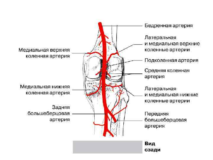 Кровоснабжение локтевого сустава схема