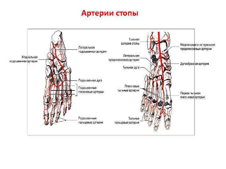 Основные артерии стопы. Тыльная артерия стопы схема. Артерии стопы кровоснабжения схема. Тыльная артерия стопы анатомия. Кровоснабжение стопы анатомия.