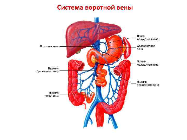 Печень движение крови. Воротная Вена печени система. Система воротной вены анатомия. Система воротной вены печени схема движения крови. Воротная Вена печени круг кровообращения.