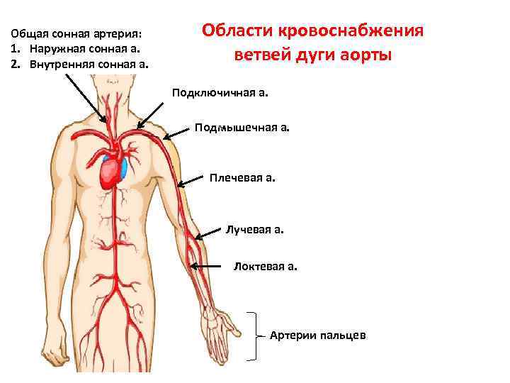 Сонная артерия где на руке. Ветви грудной аорты и области кровоснабжения. Ветви общей сонной артерии области кровоснабжения. Ветви дуги аорты области их кровоснабжения. Схема ветви дуги артерии.