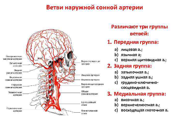 Сонная артерия на картинке