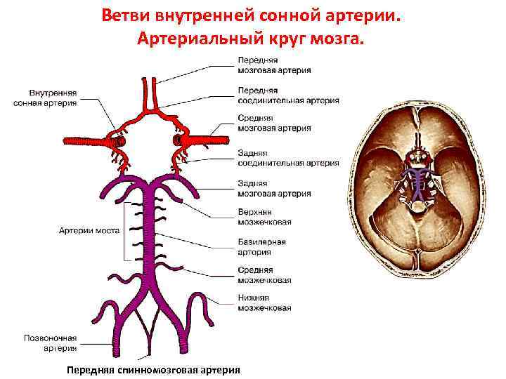 Ветвь в схеме это