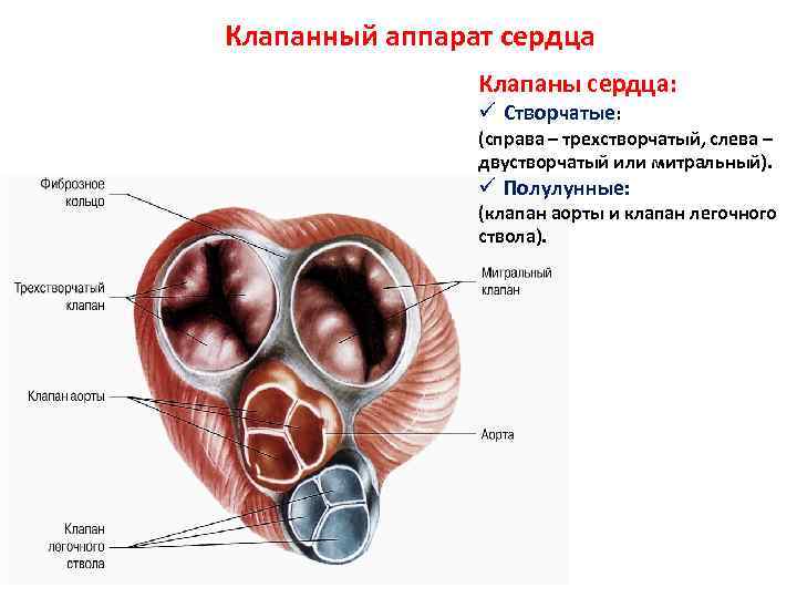 Створчатые клапаны сердца