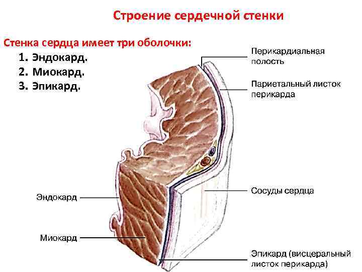 Какая ткань образует внутренний слой стенки