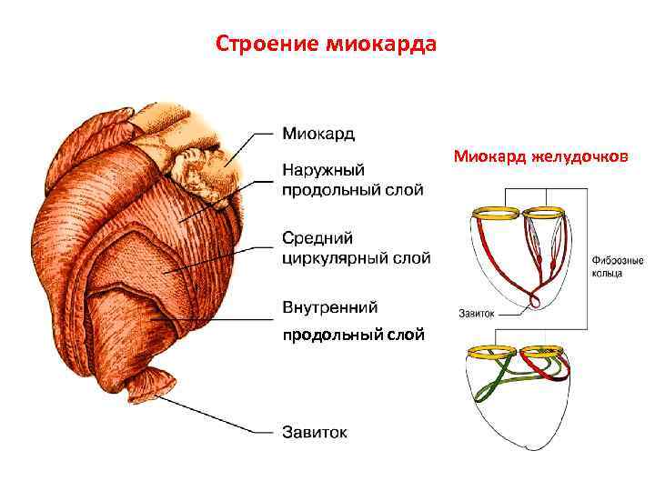 Строение миокарда Миокард желудочков продольный слой 