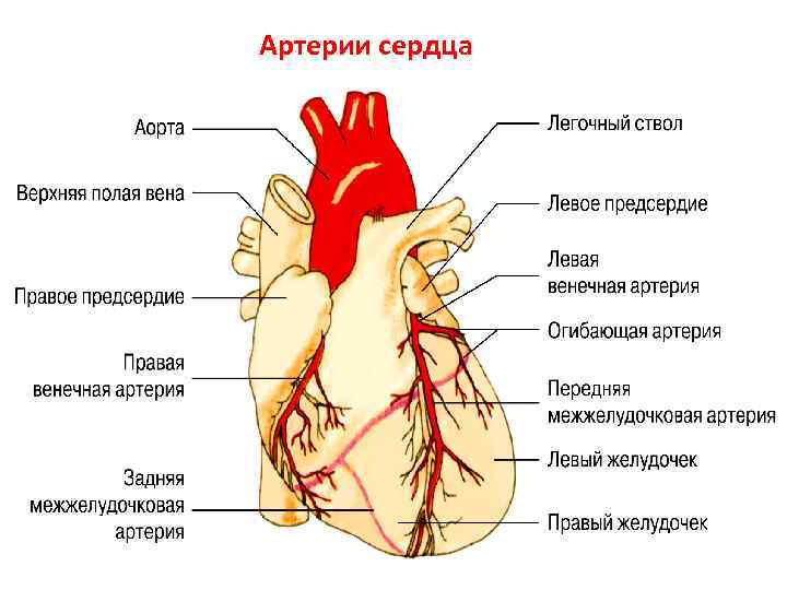 Правая сердечная артерия. Левая коронарная артерия анатомия. Коронарные артерии сердца схема. Ствол левой коронарной артерии анатомия. Артерии и вены сердца схема.