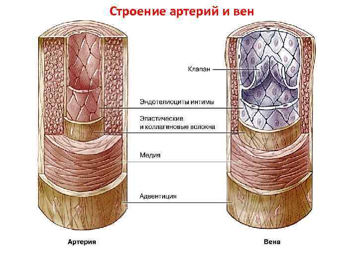 Строение артерии и вены. Строение стенок артерий и вен. Схема строения стенки артерий вен капилляров. Строение стенки сосудов вены. Строение стенки сосуда артерии.