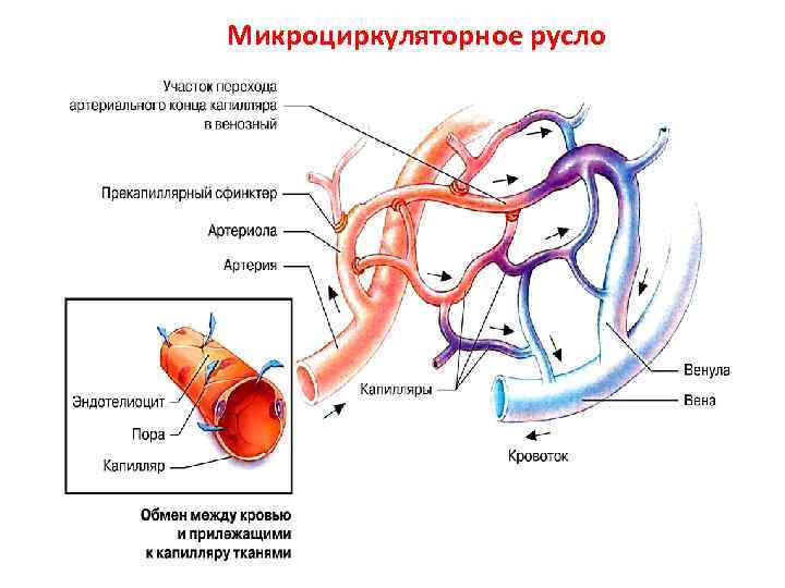 Микроциркуляторное русло схема