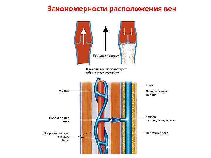 Закономерности расположения вен 