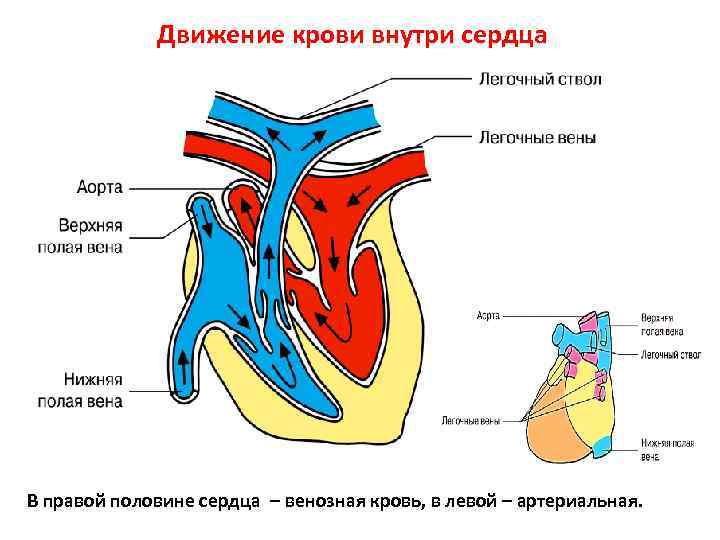 Какая кровь содержится в правой половине сердца