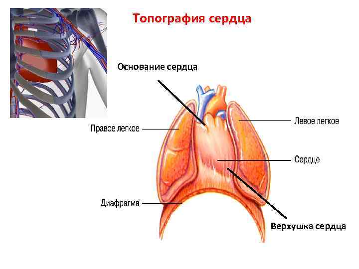 Топография сердца Основание сердца Верхушка сердца 