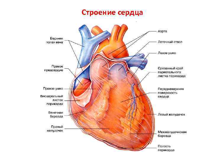 Анатомия сердце 6. Строение сердца анатомия поверхности. Анатомия сердца человека и круги кровообращения. Строение сердца внешний вид. Строение сердца для детей.