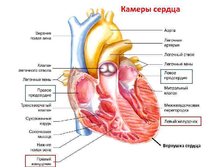 1 назовите камеры сердца