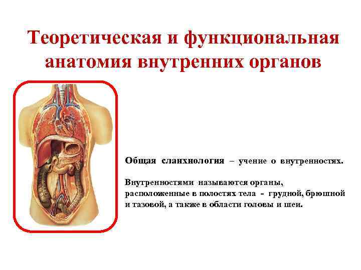 Теоретическая и функциональная анатомия внутренних органов Общая сланхнология – учение о внутренностях. Внутренностями называются