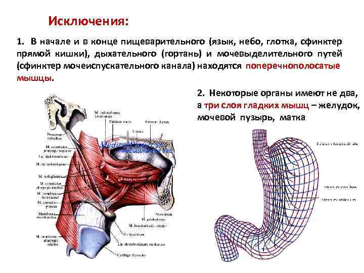 Наружный сфинктер прямой кишки. Мышцы сфинктера прямой кишки. Сфинктеры пищеварительной системы.