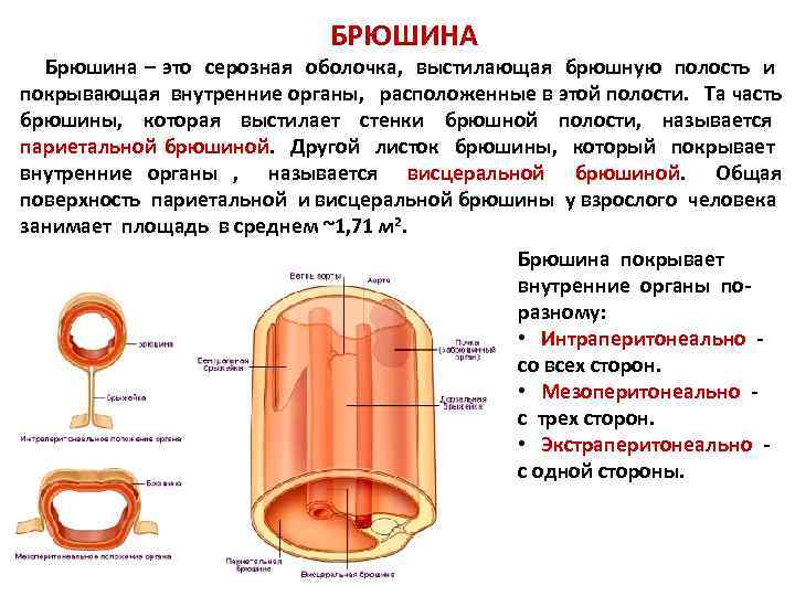 Внутренняя поверхность органов выстлана