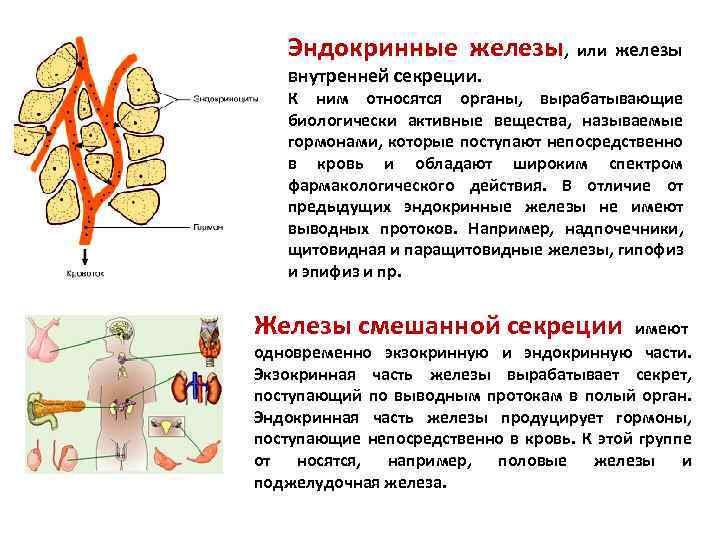 Эндокринные железы, или железы внутренней секреции. К ним относятся органы, вырабатывающие биологически активные вещества,