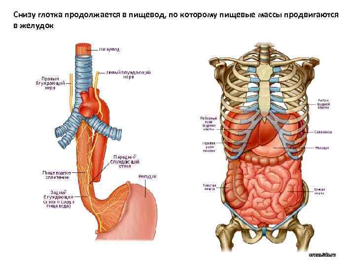 Глотка пищевод расположение. Строение внутренних органов пищевод. Строение пищевода внутри. Анатомия человека внутренние органы пищевод. Пищевод и трахея расположение анатомия.