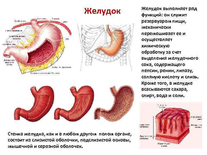 Желудок функция отдела. Строение серозной оболочки желудка. Строение мышечной оболочки желудка. Оболочки стенки желудка анатомия. Перечислите оболочки стенки желудка,.