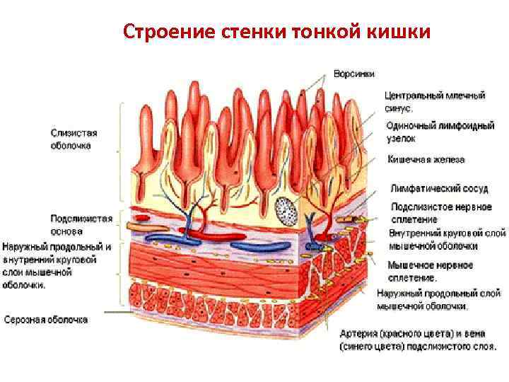 Строение стенки тонкой кишки 