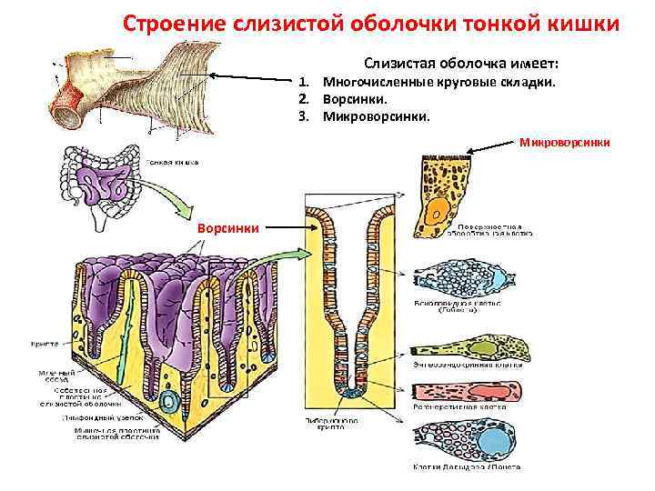 Особенности слизистой тонкого кишечника. Структура слизистой оболочки тонкой кишки. Слизистая тонкого кишечника строение. Слизистая оболочка тонкого кишечника строение. Структура слизистой тонкого кишечника.