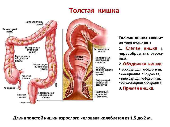 Печеночный изгиб ободочной кишки на картинке