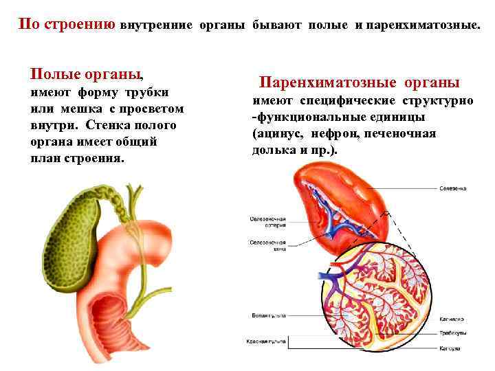 Паренхиматозные органы это